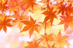 2019年10月開催の「国内ブルベ」:BRM一覧リスト