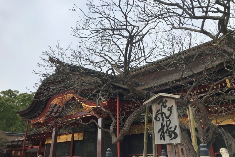 飛梅